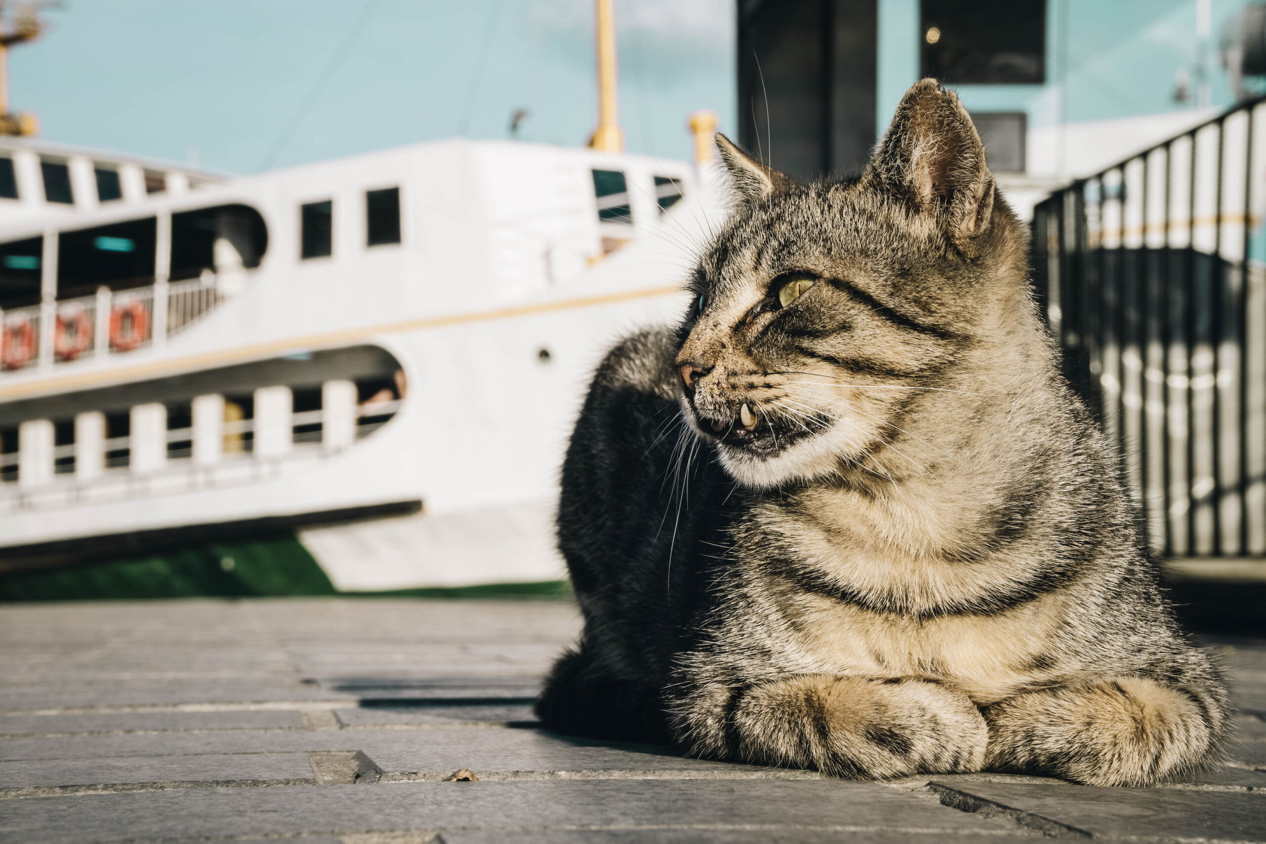 Viaja con tu mejor amigo