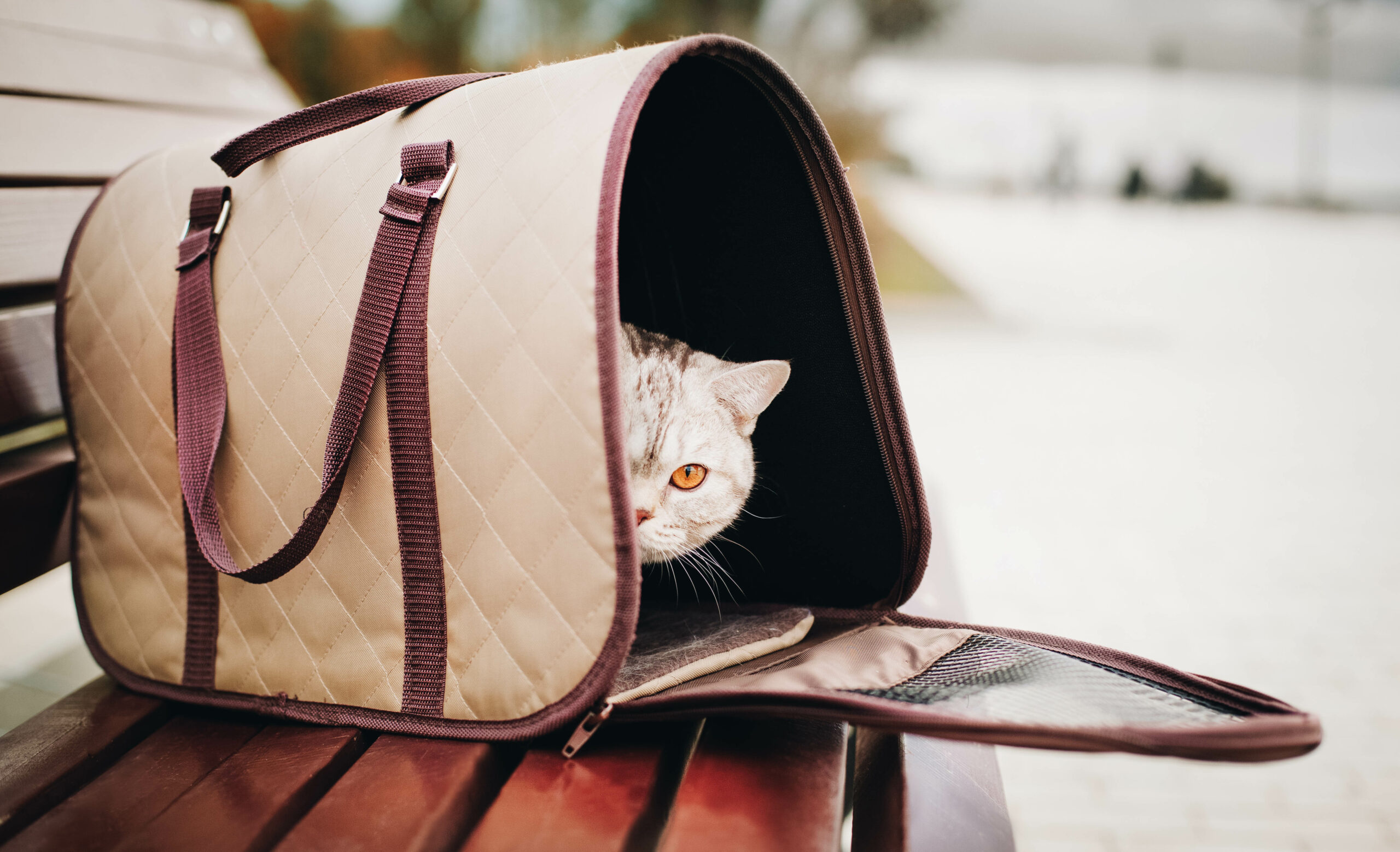 Viaja con tu mejor amigo