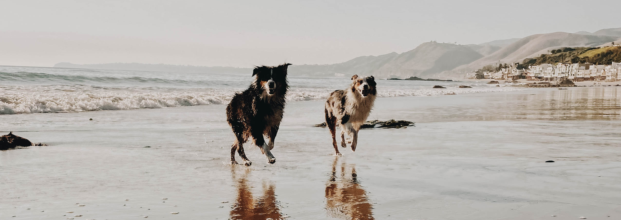 Viaja con tu mejor amigo