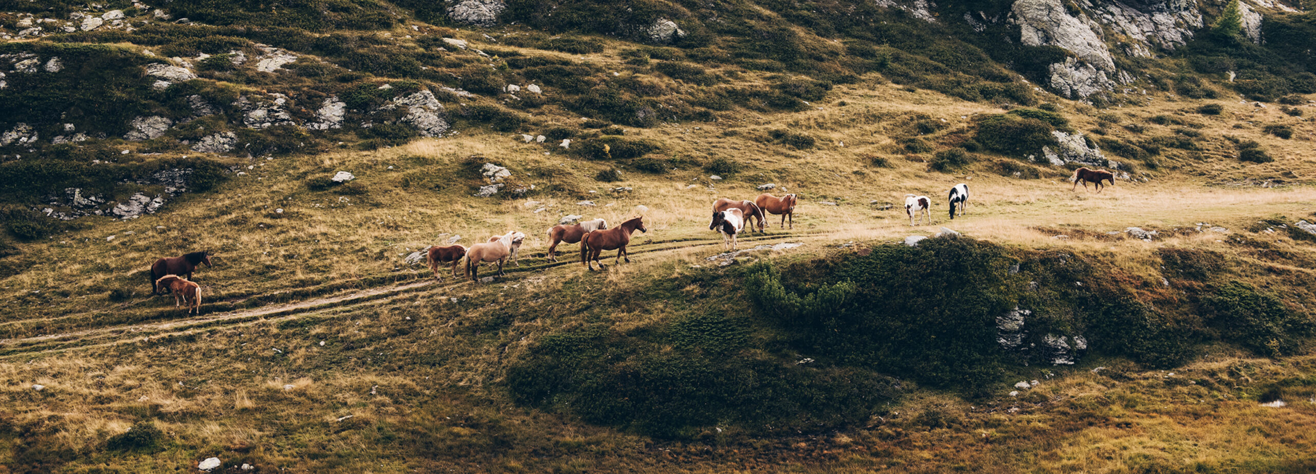 Adopta una ciudad: Bérgamo