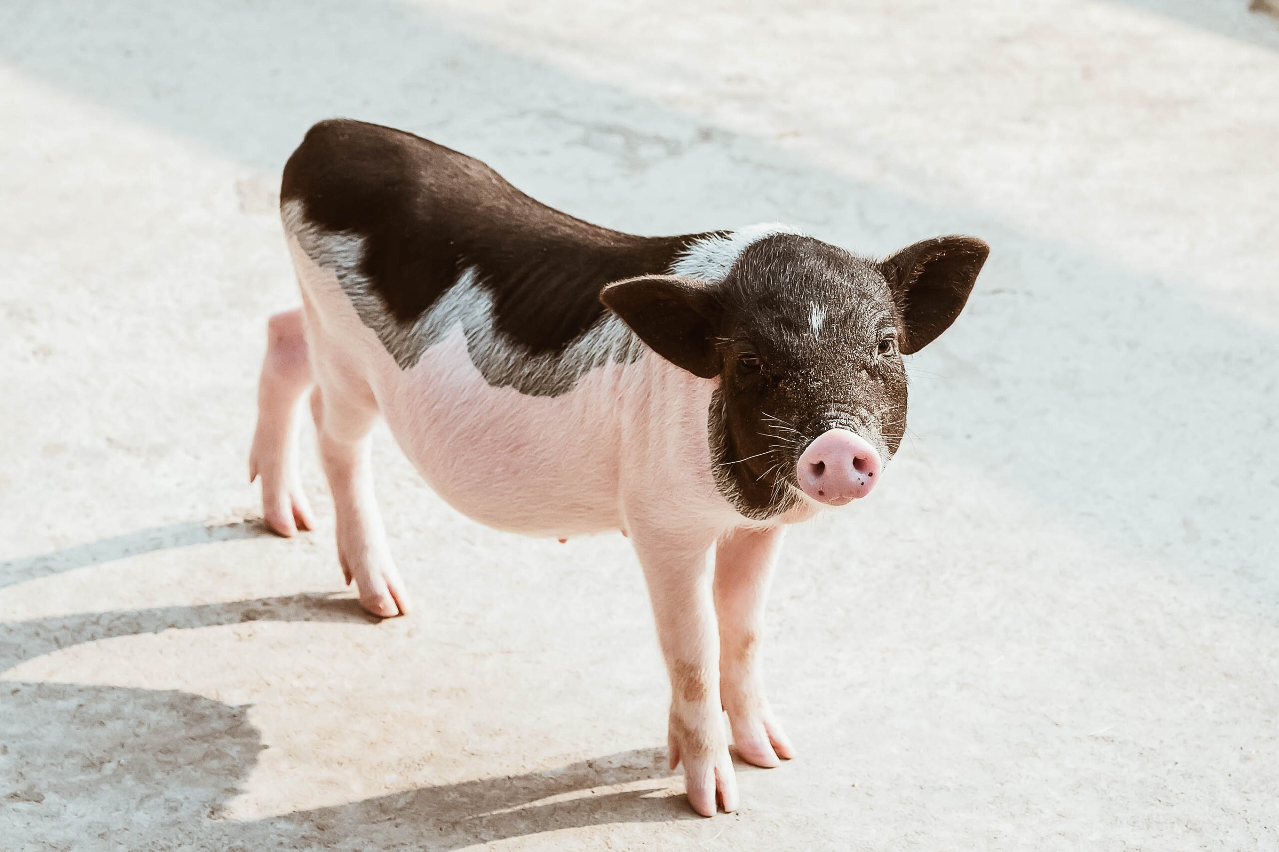 Viaja con tu mejor amigo