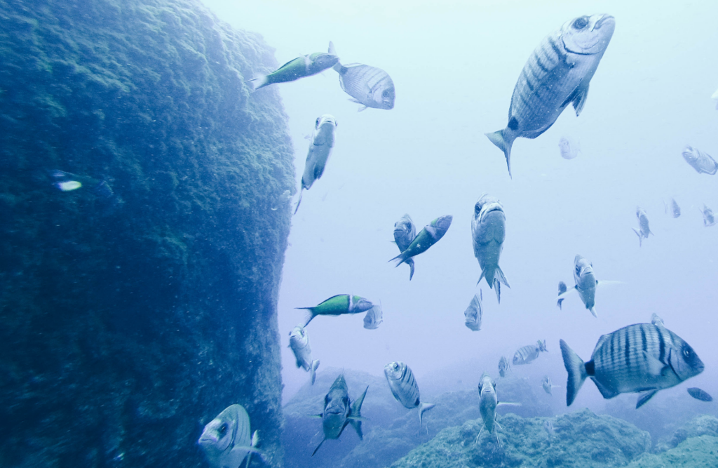 Guía de Madeira: la isla mágica portuguesa