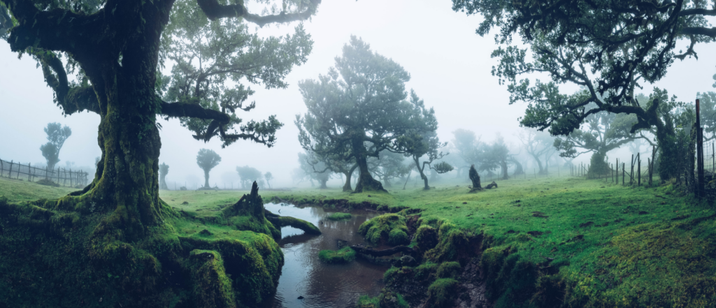 Guía de Madeira: la isla mágica portuguesa